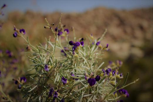 California desert blooms