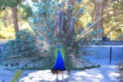 Peacock in Greece